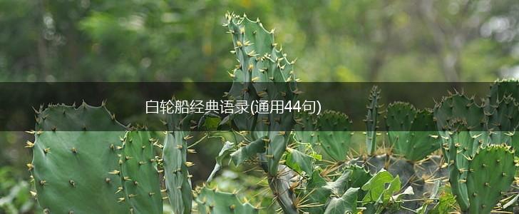 白轮船经典语录(通用44句),第1张