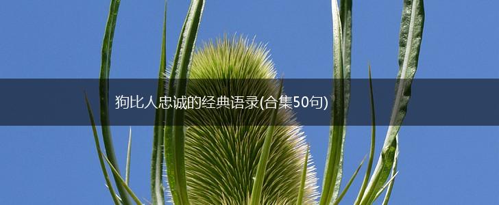 狗比人忠诚的经典语录(合集50句),第1张