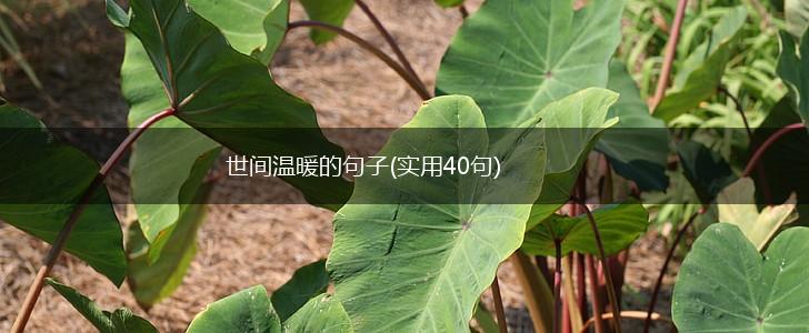 世间温暖的句子(实用40句),第1张