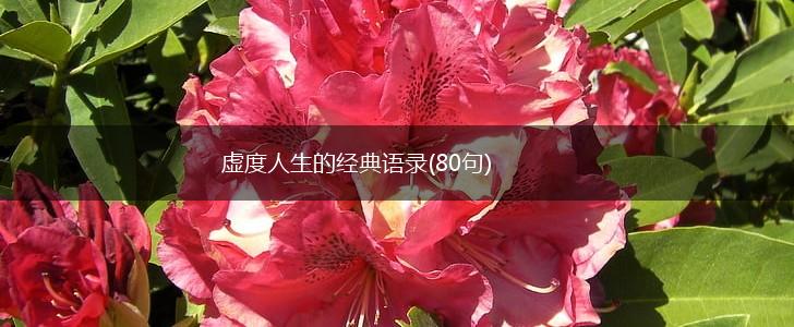 虚度人生的经典语录(80句),第1张