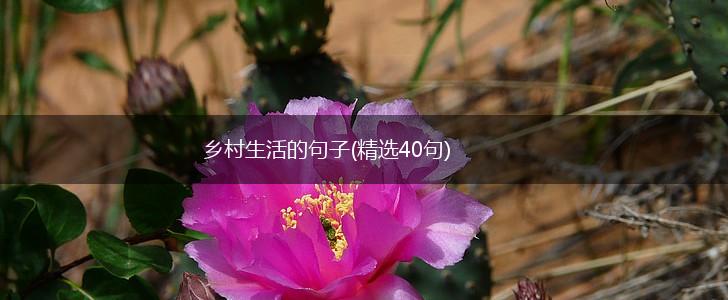 乡村生活的句子(精选40句),第1张