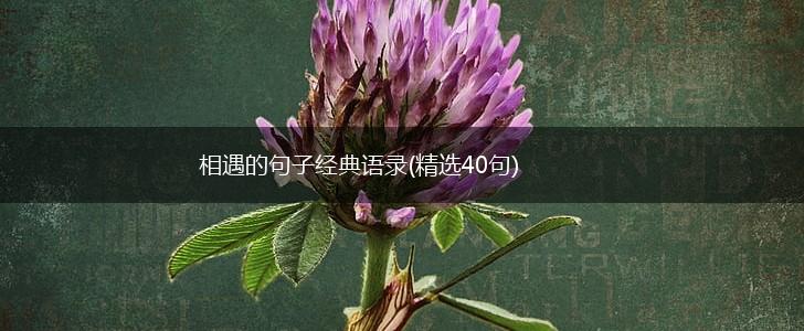 相遇的句子经典语录(精选40句),第1张