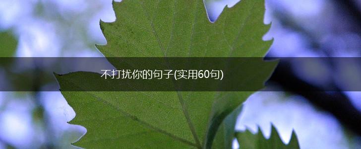 不打扰你的句子(实用60句),第1张