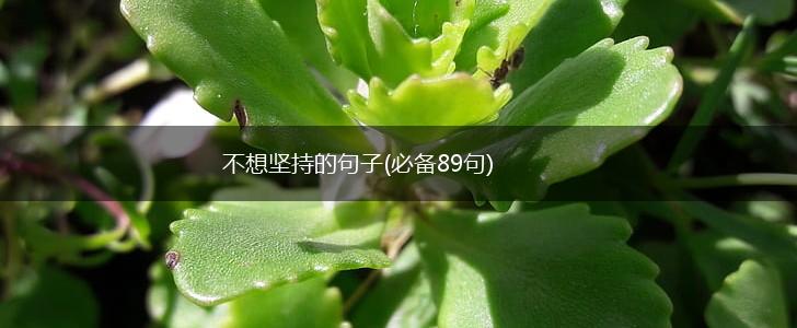 不想坚持的句子(必备89句),第1张