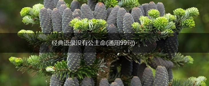 经典语录没有公主命(通用99句),第1张