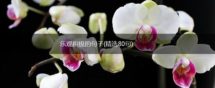 乐观积极的句子(精选80句),第1张
