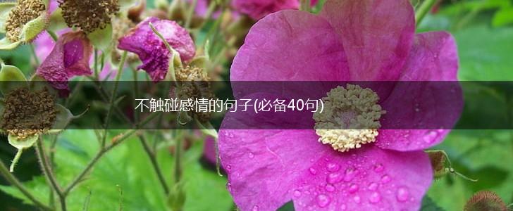 不触碰感情的句子(必备40句),第1张
