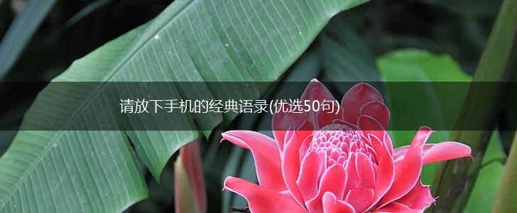 请放下手机的经典语录(优选50句),第1张