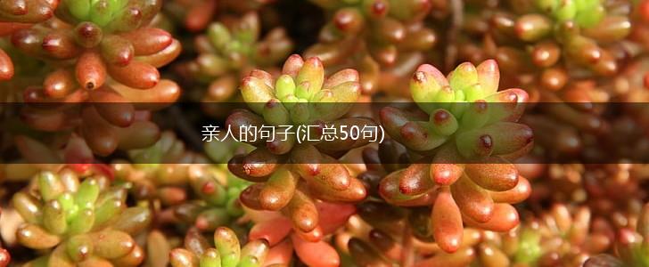亲人的句子(汇总50句),第1张