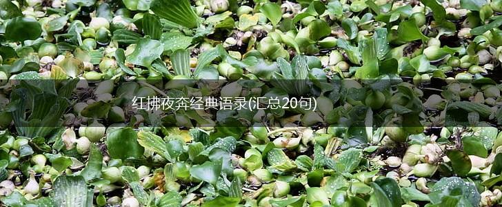 红拂夜奔经典语录(汇总20句),第1张