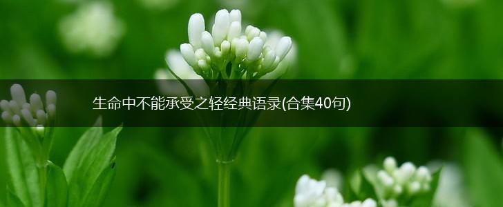 生命中不能承受之轻经典语录(合集40句),第1张