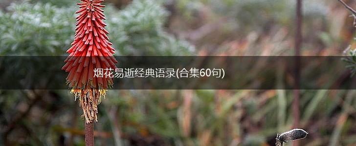 烟花易逝经典语录(合集60句),第1张