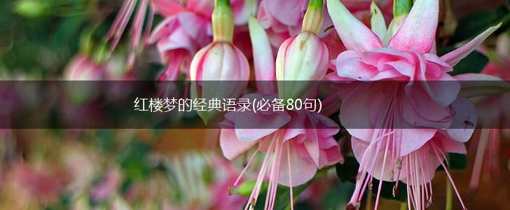 红楼梦的经典语录(必备80句),第1张