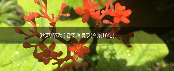 狄更斯双城记经典语录(合集16句),第1张