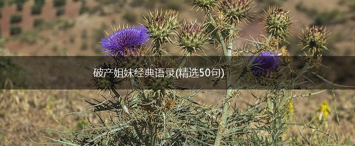 破产姐妹经典语录(精选50句),第1张