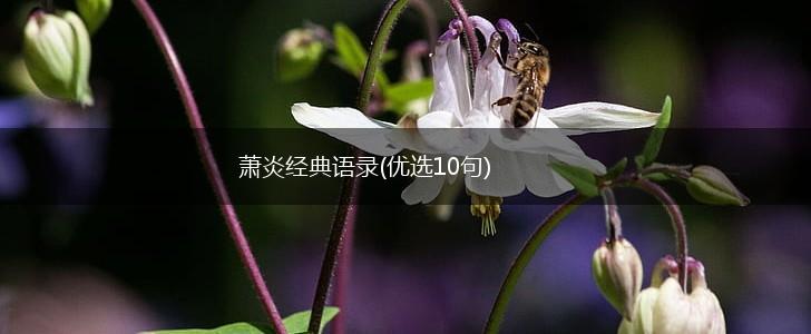萧炎经典语录(优选10句),第1张