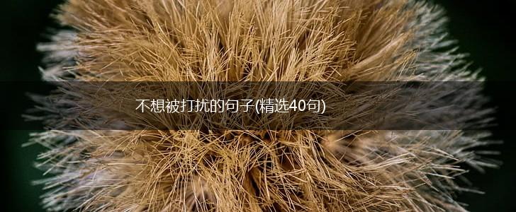 不想被打扰的句子(精选40句),第1张