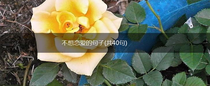 不想恋爱的句子(共40句),第1张