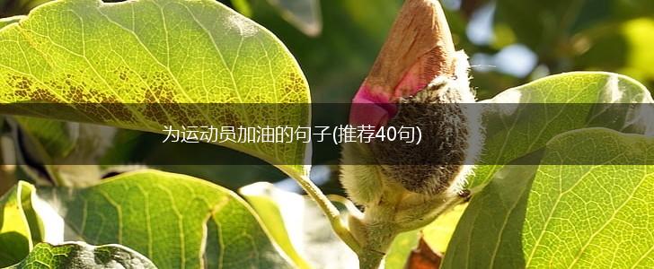 为运动员加油的句子(推荐40句),第1张