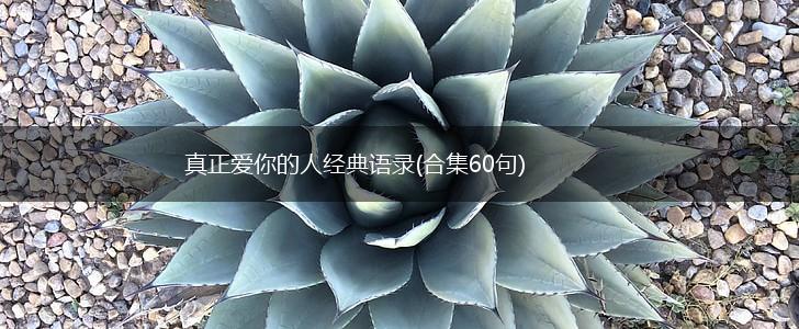真正爱你的人经典语录(合集60句),第1张