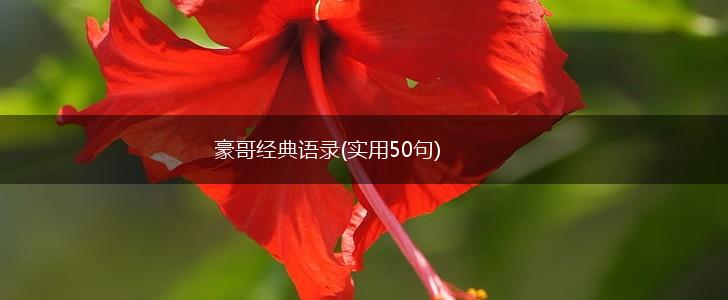 豪哥经典语录(实用50句),第1张