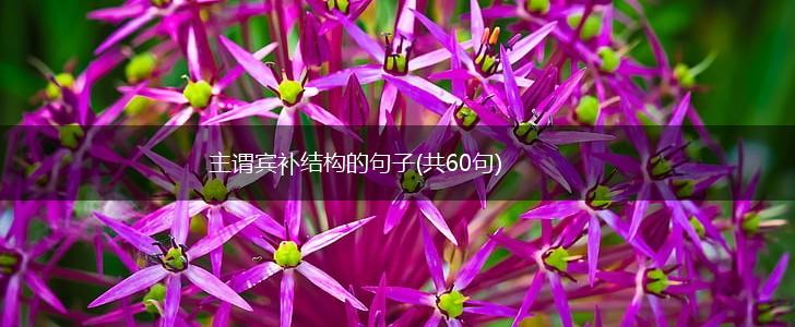 主谓宾补结构的句子(共60句),第1张