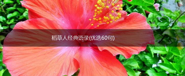 稻草人经典语录(优选60句),第1张