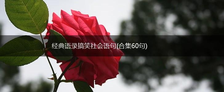 经典语录搞笑社会语句(合集60句),第1张 经典语录搞笑社会语句(合集60句),第1张