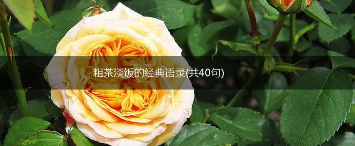 粗茶淡饭的经典语录(共40句),第1张