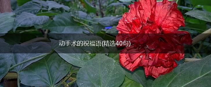 动手术的祝福语(精选40句),第1张