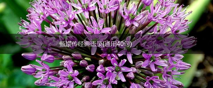 甄嬛传经典语录(通用40句),第1张