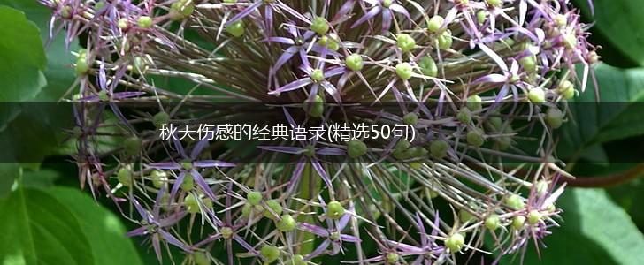 秋天伤感的经典语录(精选50句),第1张