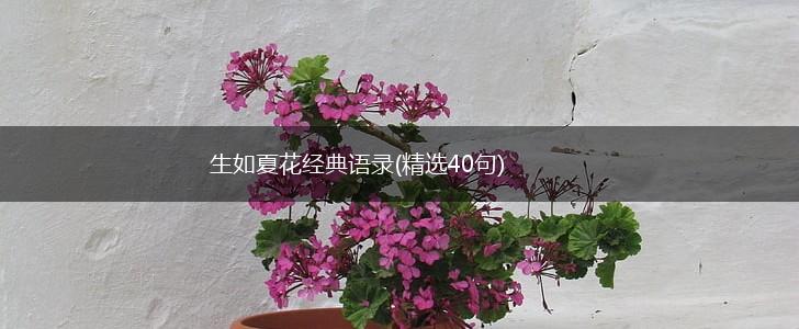生如夏花经典语录(精选40句),第1张