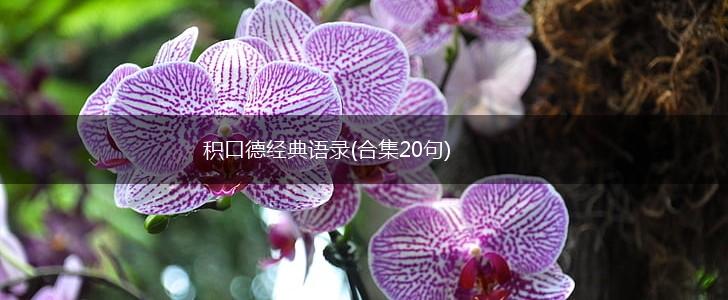 积口德经典语录(合集20句),第1张