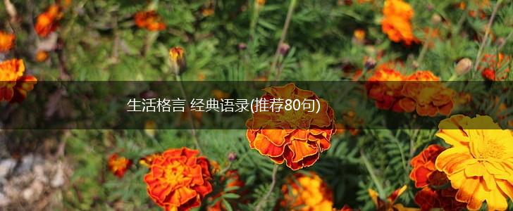 生活格言 经典语录(推荐80句),第1张 生活格言 经典语录(推荐80句),第1张