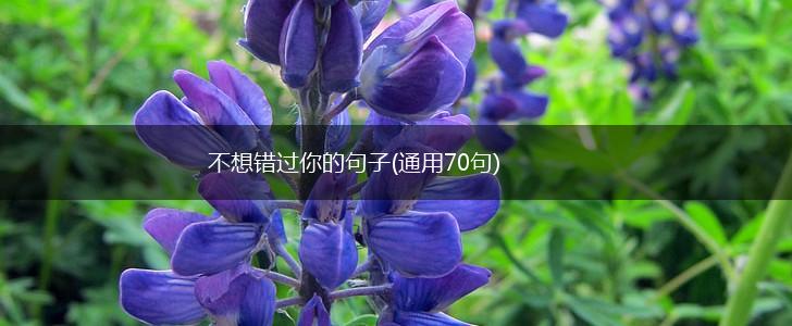 不想错过你的句子(通用70句),第1张