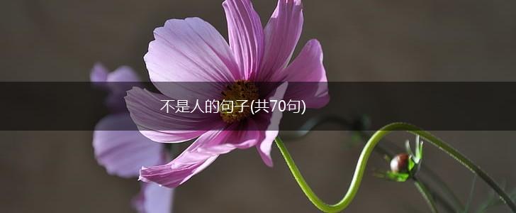 不是人的句子(共70句),第1张