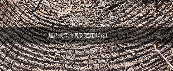 猪八戒经典语录(通用40句),第1张 猪八戒经典语录(通用40句),第1张