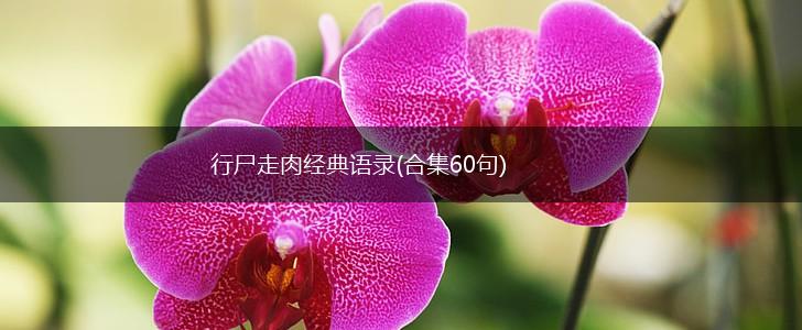 行尸走肉经典语录(合集60句),第1张