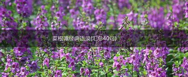 菜根谭经典语录(汇总40句),第1张
