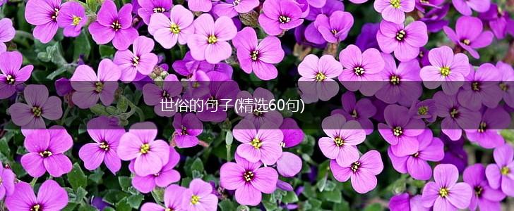 世俗的句子(精选60句),第1张