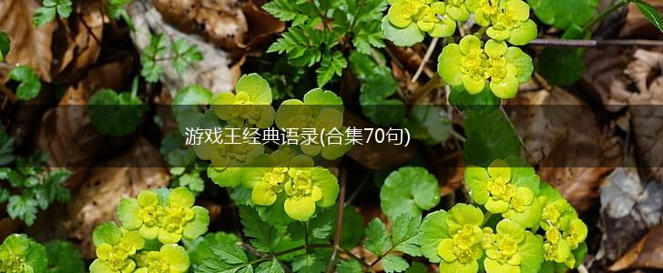 游戏王经典语录(合集70句),第1张