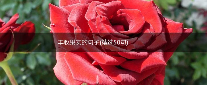 丰收果实的句子(精选50句),第1张