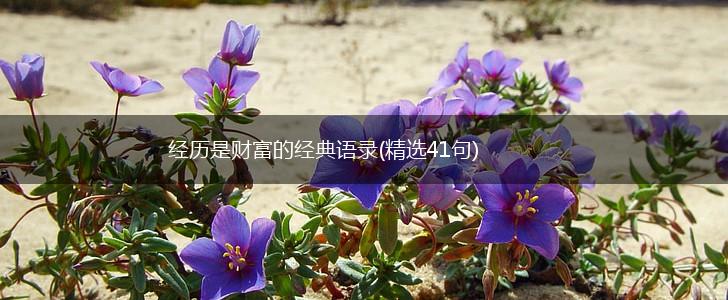 经历是财富的经典语录(精选41句),第1张 经历是财富的经典语录(精选41句),第1张