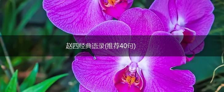 赵四经典语录(推荐40句),第1张