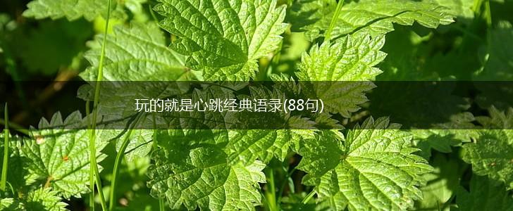 玩的就是心跳经典语录(88句),第1张