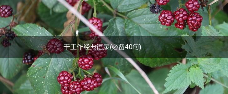 干工作经典语录(必备40句),第1张