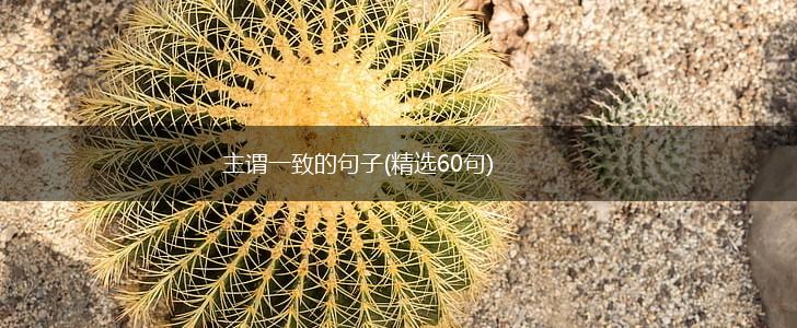 主谓一致的句子(精选60句),第1张