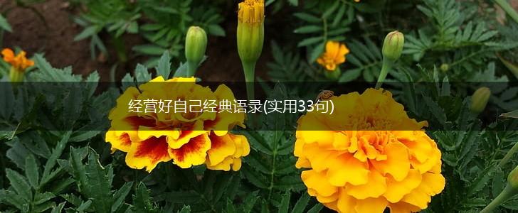 经营好自己经典语录(实用33句),第1张 经营好自己经典语录(实用33句),第1张