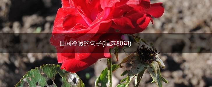 世间冷暖的句子(精选80句),第1张